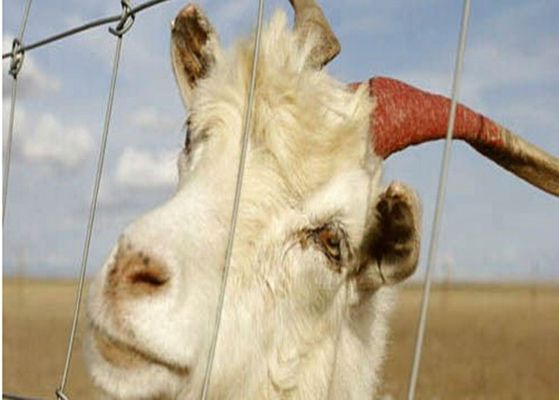 चीन कृषि पशु, पारिस्थितिकी मित्रता के लिए इलेक्ट्रिक जस्ती बकरी वायर फ़ेंसिंग पैनल आपूर्तिकर्ता