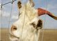 कृषि पशु, पारिस्थितिकी मित्रता के लिए इलेक्ट्रिक जस्ती बकरी वायर फ़ेंसिंग पैनल आपूर्तिकर्ता